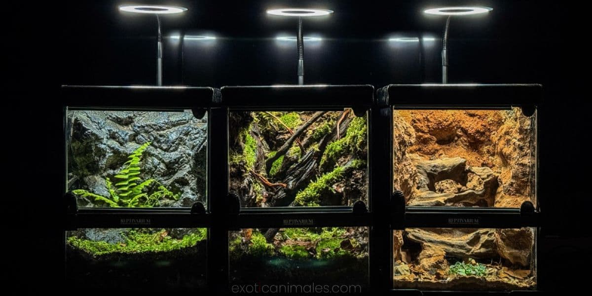 Arid vs. Tropical Bioactive Enclosures