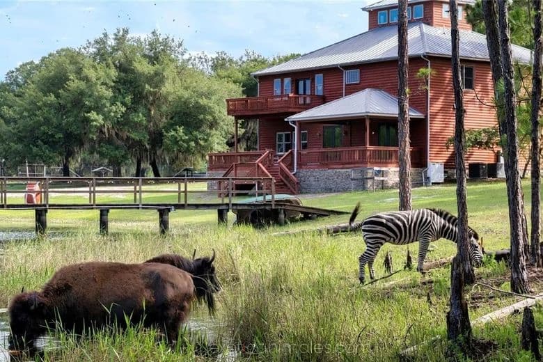 Exotic Animals Texas