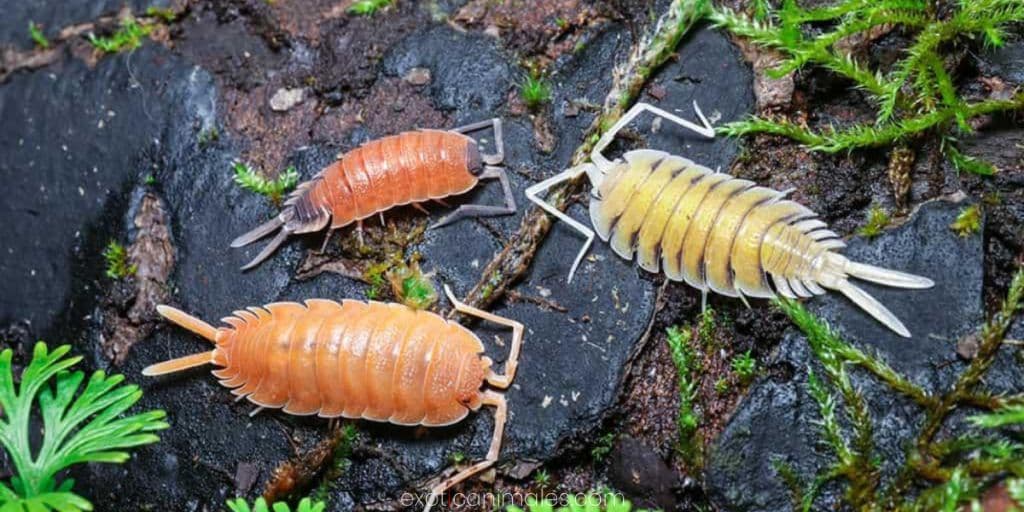Which Isopods Are Best For Bioactive Enclosures